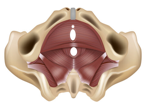Anatomy of the pelvic floor or pelvic diaphragm. Muscles of the pelvic floor. 