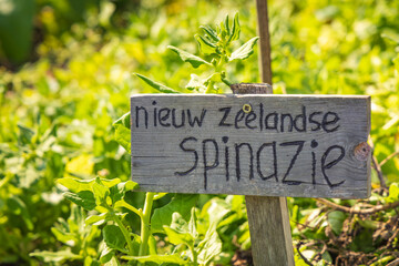 Dutch information panel indicating Spinach in community garden in Ede Gelderland The Netherlands