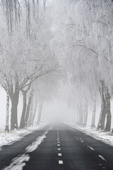 Winterliche Straße mit Allee