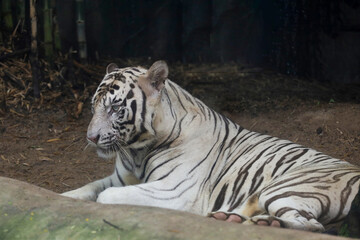 Close up white tiger is sit down and rest on floor