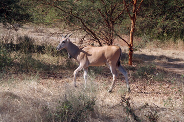 une antilope dans sa brousse