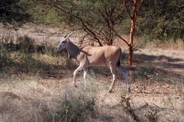 Acrylic prints Antelope une antilope dans sa brousse