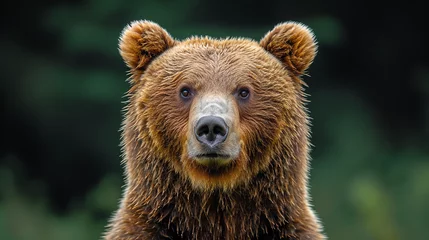Rolgordijnen brown bear portrait © Nate