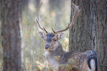 Eurasian male deer stands in the forest and looks towards the camera lens on a sunny fall day....