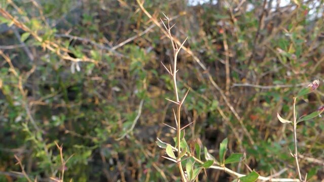 Close up shot of thorns of Acacia plant. India