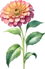 Watercolor painting of Zinnia flower. 
