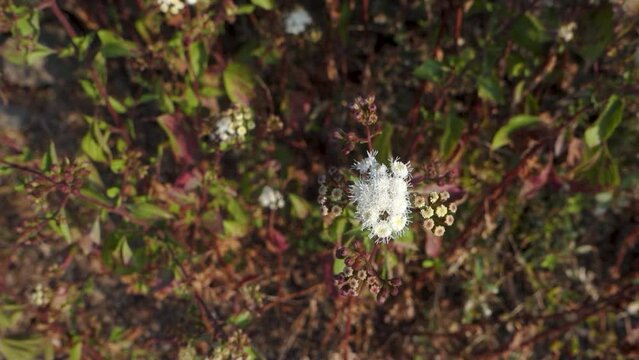 Ageratum conyzoides commonly know as billy goat-weed plant with white flowers and leaves. Uttarakhand India.