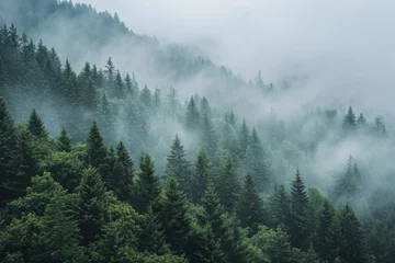  A misty forest landscape with fog covering the trees. Perfect for creating a mysterious and atmospheric setting. Ideal for backgrounds, nature-themed projects, and storytelling visuals © Vladimir Polikarpov