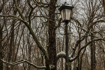 Fototapeta na wymiar Dormant tree in a city park in Warsaw during winter with a light dusting of snow and a lamp post in the foreground