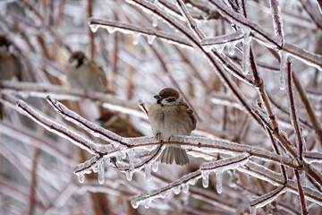 Little sparrows sit on icy branches in a city park. Birds in the city. Icing.