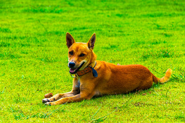 Naklejka na ściany i meble Loving looking dog on green lawn in Ao Nang Krabi Thailand.