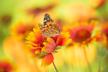 Gaillardia aristata flowering wild plants, red and yellow daisy flower in bloom and butterfly Aglais urticae
