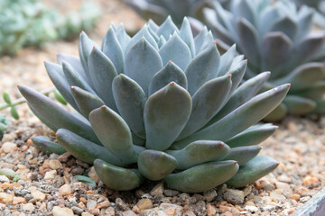 Close up Texture and Pattern of Cactus plant, Queen victoria agave