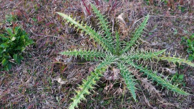 Spiny sowthistle plant, Sonchus asper in the himalayan region of Uttarakhand.