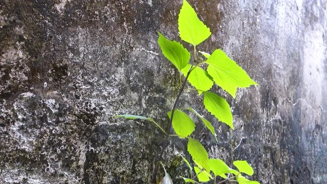 A close up shot of a small green plant growing on a concrete wall covered in algae.