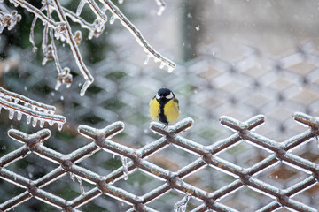 A small bright titmouse sit on icy branches in a city park. Birds in the city. Icing.