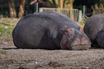 Adult hippos lounging side by side on a sandy riverbank in Africa
