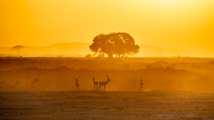 Group of gacele in their natural habitat, against the backdrop of a sunset in African safari