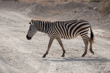 Fototapeta na wymiar Solitary zebra gracefully traverses a dusty road, making its way through the rugged terrain