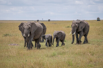 Naklejka na ściany i meble Group of majestic elephants gracefully roaming on Kenya's safari