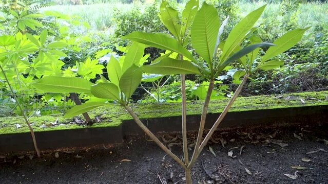 Road side plantation of Magnolia champaca commonly known as champa tree in India. Rajpur Raod, Dehradun India.