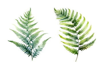 Green fern, watercolor clipart illustration with isolated background.