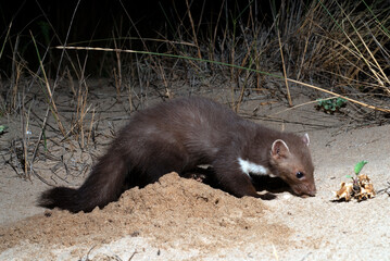 Beech marten // Steinmarder (Martes foina)