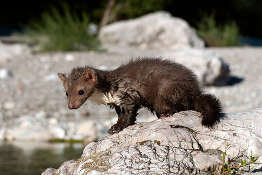 junger Steinmarder // Beech marten (Martes foina)