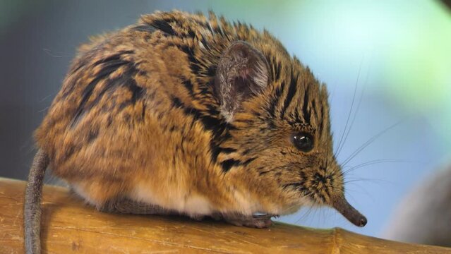 Close view of an Elephant shrew mouse sitting around and moving his nose.	