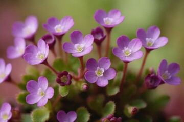 Closeup background image of purple saxifraga plant flowers. Rockfoil blossom.