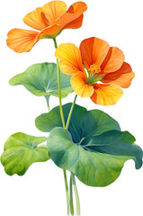 Watercolor painting of Nasturtium flower.