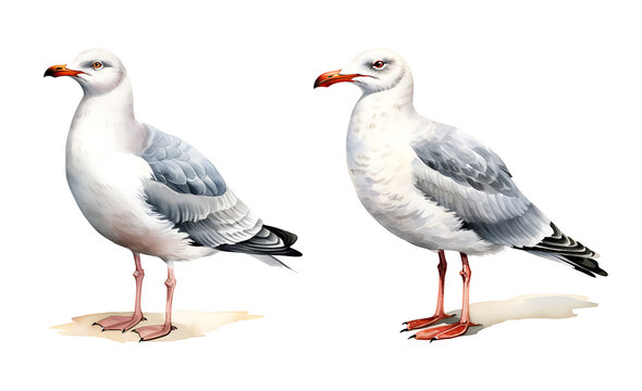 Grey seagull, watercolor clipart illustration with isolated background.