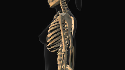 Medical animation of the humerus bone pain - obrazy, fototapety, plakaty