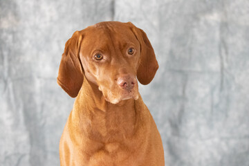 Vizsla dog head