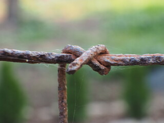 Rusty barbed wire with spider web in the garden, stock photo
