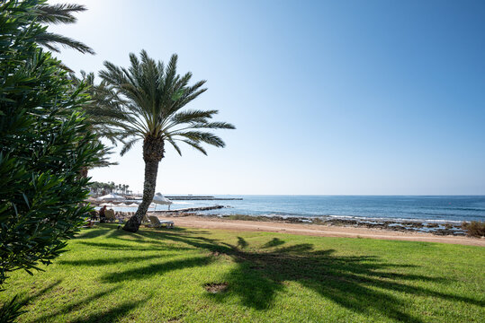 Eine Palme mit Schatten am Strand der Südküste Zyperns an einem sonnigen Sommertag