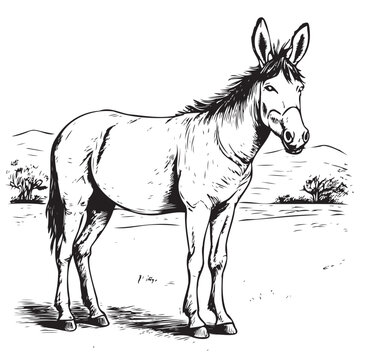 Donkey animal. Hand drawn realistic animal portrait. Vintage vector
