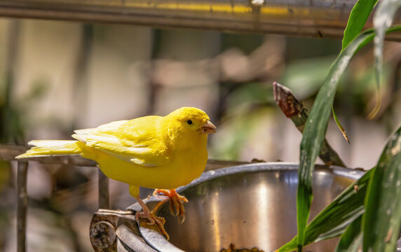 yellow Bird