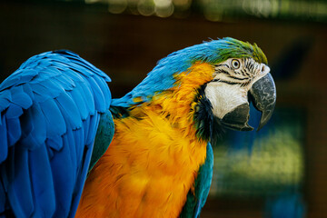 Blue-yellow macaw parrot sitting on a wooden stick