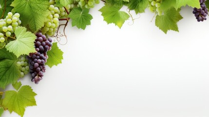 grapevine fruits and leaves as border on white background with copy space