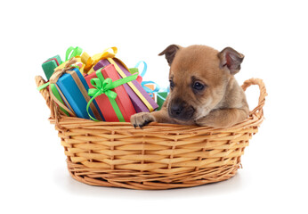 One small dog in a basket with a gift.