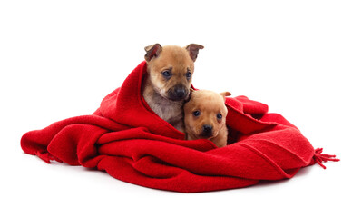 Two brown puppies in a red scarf.