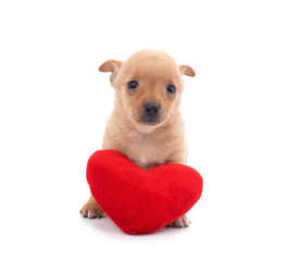 Brown puppy with a toy heart.