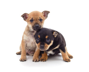 Obraz premium Two small dogs.