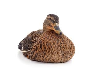 One brown duck.