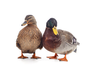 Two wild duck.