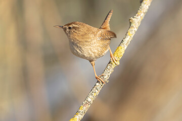Eurasian wren Troglodytes troglodytes perched 