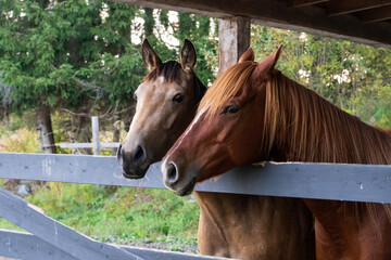 Two beautiful quarter horses in a shelter