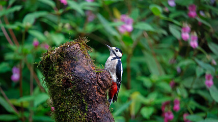 Great spotted woodpecker feeding in the woods