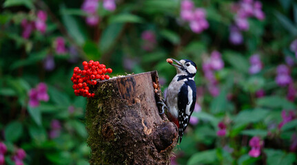 Great spotted woodpecker feeding in the woods
